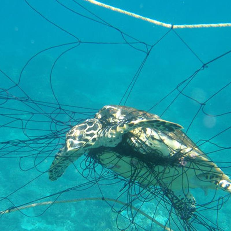 turtle trapped in net